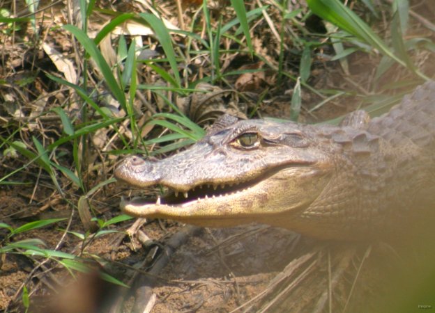 138- La gueule du caiman 
